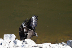 Stercorarius antarcticus