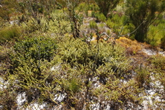 Cullumia setosa