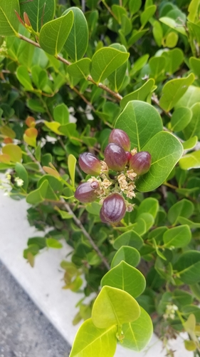 Chrysobalanus icaco - Leaves