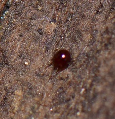 Galumnidae