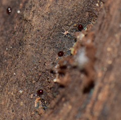Galumnidae
