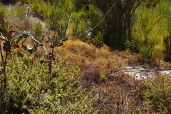 Cullumia setosa