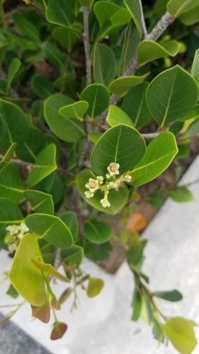Chrysobalanus icaco - Whole tree