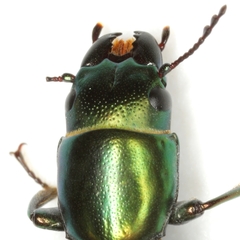Temnoscheila acuta