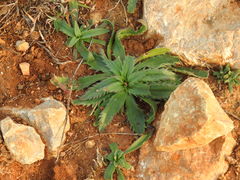 Plantago serraria