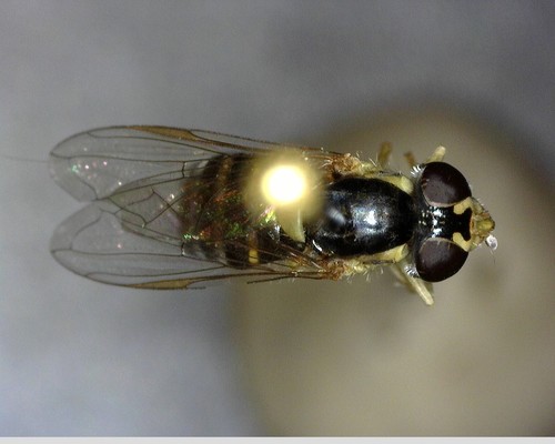 iNaturalist observation photo of Forked Globetail