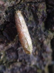 Luffia ferchaultella