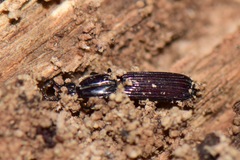 Rhysodidae