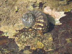 Turbo bruneus