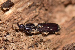 Rhysodidae