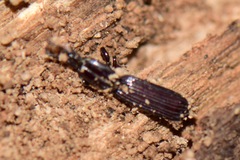 Rhysodidae