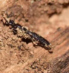 Rhysodidae