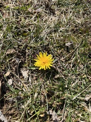 Taraxacum