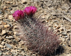 Sclerocactus polyancistrus