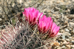 Sclerocactus polyancistrus