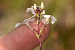 Buchnera floridana image
