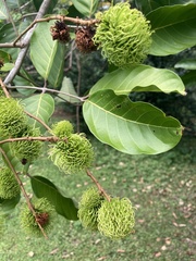 Nephelium