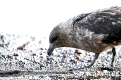 Stercorarius antarcticus