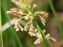 Schoenoplectus litoralis