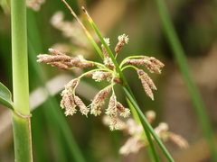 Schoenoplectus litoralis