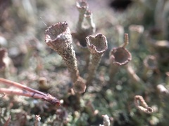 Cladonia grayi
