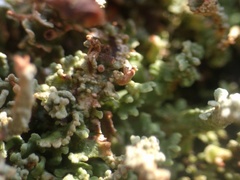 Cladonia grayi