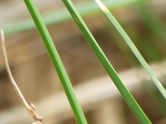 Schoenoplectus litoralis