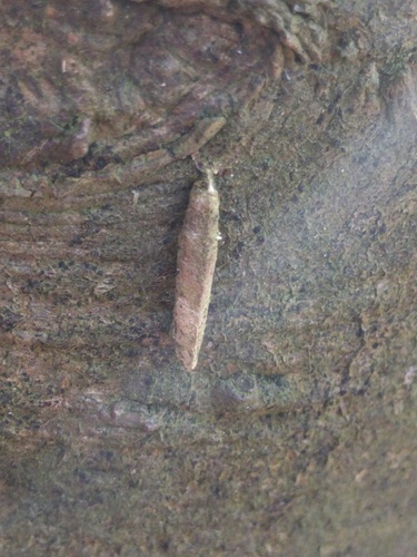 Large Birch-Bright, De Bilt, Utrecht, Netherlands, photo 7 of 10