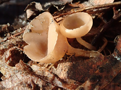 Ciboria coryli
