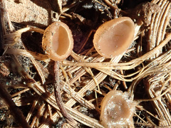 Ciboria coryli