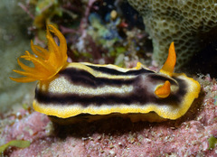 Chromodoris joshi
