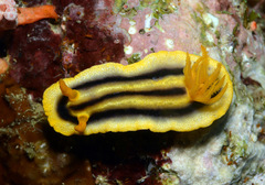 Chromodoris joshi