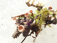 Ciboria coryli