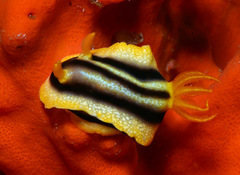 Chromodoris joshi