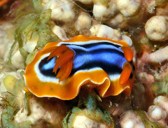 Chromodoris joshi