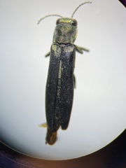 Agrilus otiosus