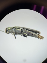 Agrilus otiosus