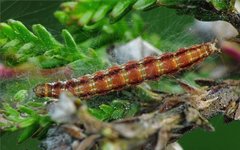 Aristotelia ericinella