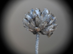 Cephalaria leucantha