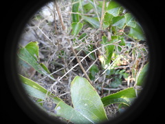 Cephalaria leucantha