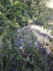 Cephalaria leucantha