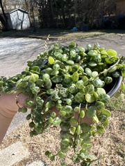 Peperomia prostrata