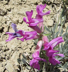 Oxytropis besseyi