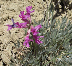 Oxytropis besseyi