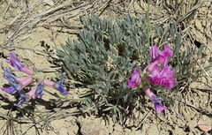 Oxytropis besseyi