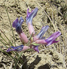 Oxytropis besseyi