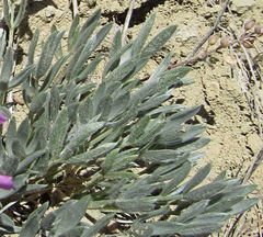 Oxytropis besseyi