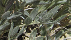 Oxytropis besseyi
