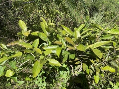 Heteropterys laurifolia