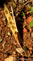Magnoliopsida